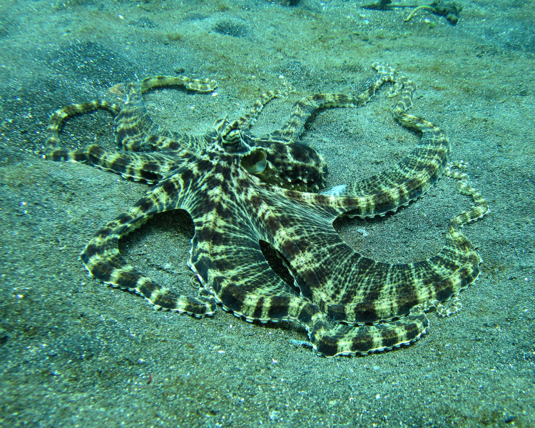 Mimic Octopus, this fascinating creature was discovered in 1998 off the